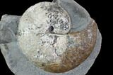 Hoploscaphites Ammonite In Concretion - South Dakota #98727-1